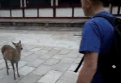 cuoi-rung-ron-voi-24-dieu-ky-quac-chi-co-o-nhat-ban